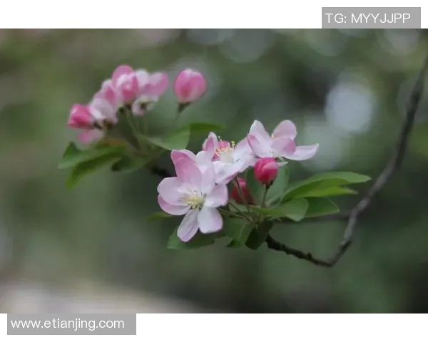 乱花渐欲迷人眼 足球明星光影背后的荣耀与挑战 乱花渐欲迷人眼 足球明星光影背后的荣耀与挑战